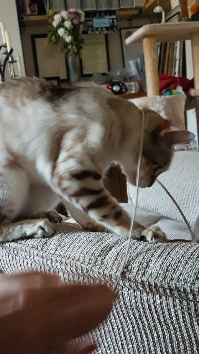 Millie_HouseCat's tweet image. #StringThing #MustDie! #CatsOfTwitter