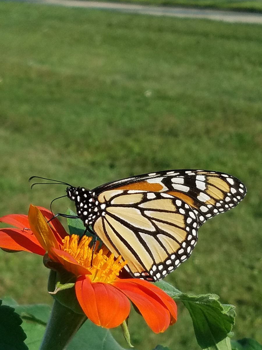LBPublicLibrary's tweet photo. Butterflies and books...perfect together! #ButterflyGarden #LibraryGarden #LibraryLife #LongBranchNJ #VisitLongBranch #Elberon
https://t.co/RBKXG6VMoY https://t.co/MMUOKX9NVI
