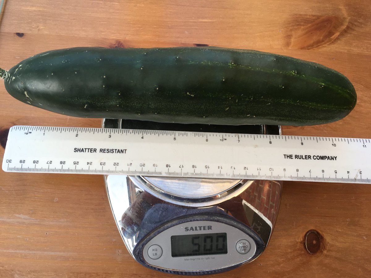 GaffneyPhil's tweet photo. I’m picking these cucumbers before they get any ideas about world domination... #bigboy #halfakilo #gaffneyhq https://t.co/3EyKWdTUhW