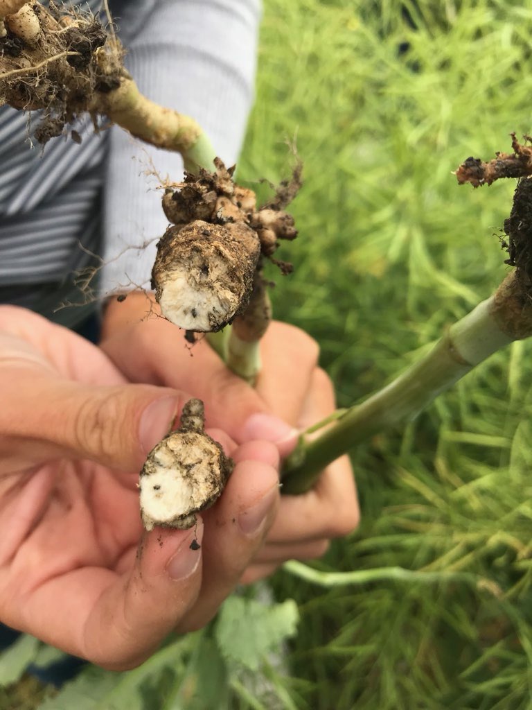 MartinaTibble's tweet photo. Great day out with agronomists and local growers explaining the management practices of club root. Consider adding club root resistant #InVigor varieties in your rotation for the 2019 growing season! #L234PC #L255PC @BASFAgSolutions https://t.co/g3GWgBibxI