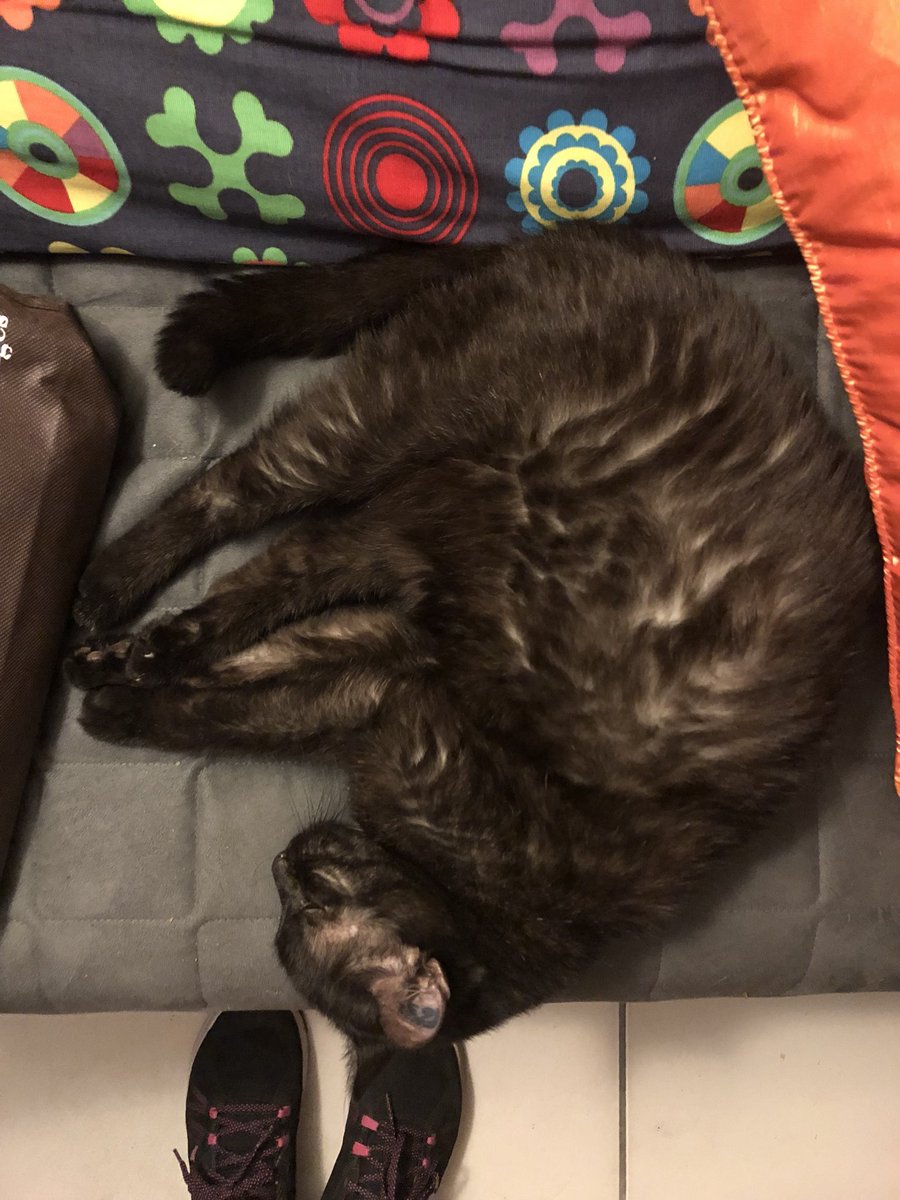 kaorinchan's tweet photo. Quand les vacances virent au cauchemar.
Mon #chat Mushi a disparu depuis ce matin dans la ville de Péaule, dans le Morbihan, elle est tatouée mais pas pucée. Elle a 16 ans. Elle répond à son nom. Je vous en supplie, RT s’il vous plaît, on est tellement mal. https://t.co/8LygpujQJK