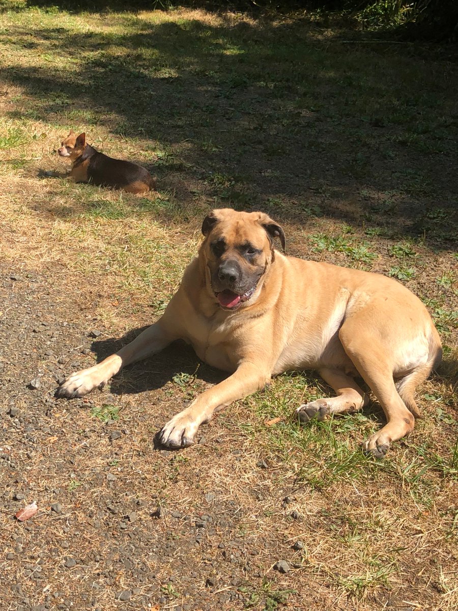 RHFPHawksNest's tweet image. Misty and Tanks had the fire watch at a recent RHFP campout! #dogsofredhawk #RHFP #workingdogs