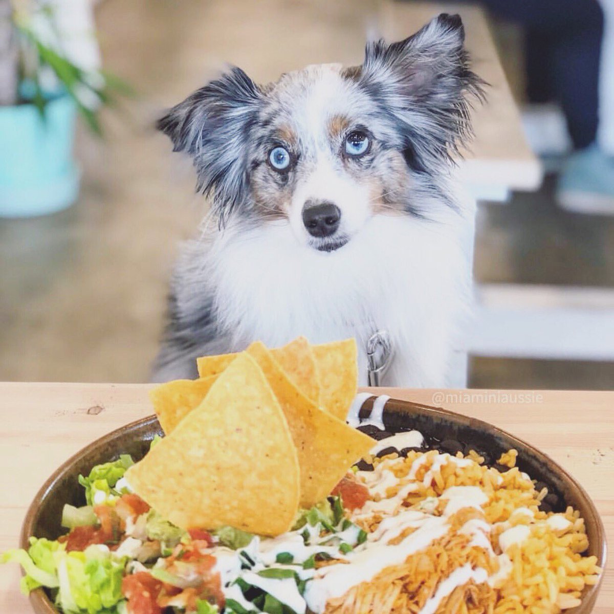 Hugoschurros's tweet photo. Puppies and burrito bowls, what more could you ask for?! 🐶 🌯  #dogsoftwitter #dogsofinstagram #vancouver
📸: @miaminiaussie https://t.co/hsimjqNwqv