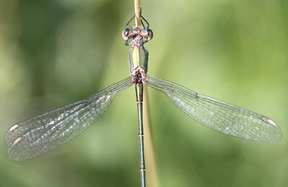 SimonWest26's tweet photo. Willow Spreadwing - Panshanger Park (Hertfordshire) 14/8/18 @HMWTBadger @panshangerpark @BDSdragonflies #emerald #damselfly #spreadwing #odonata https://t.co/ycRsJDNMlP