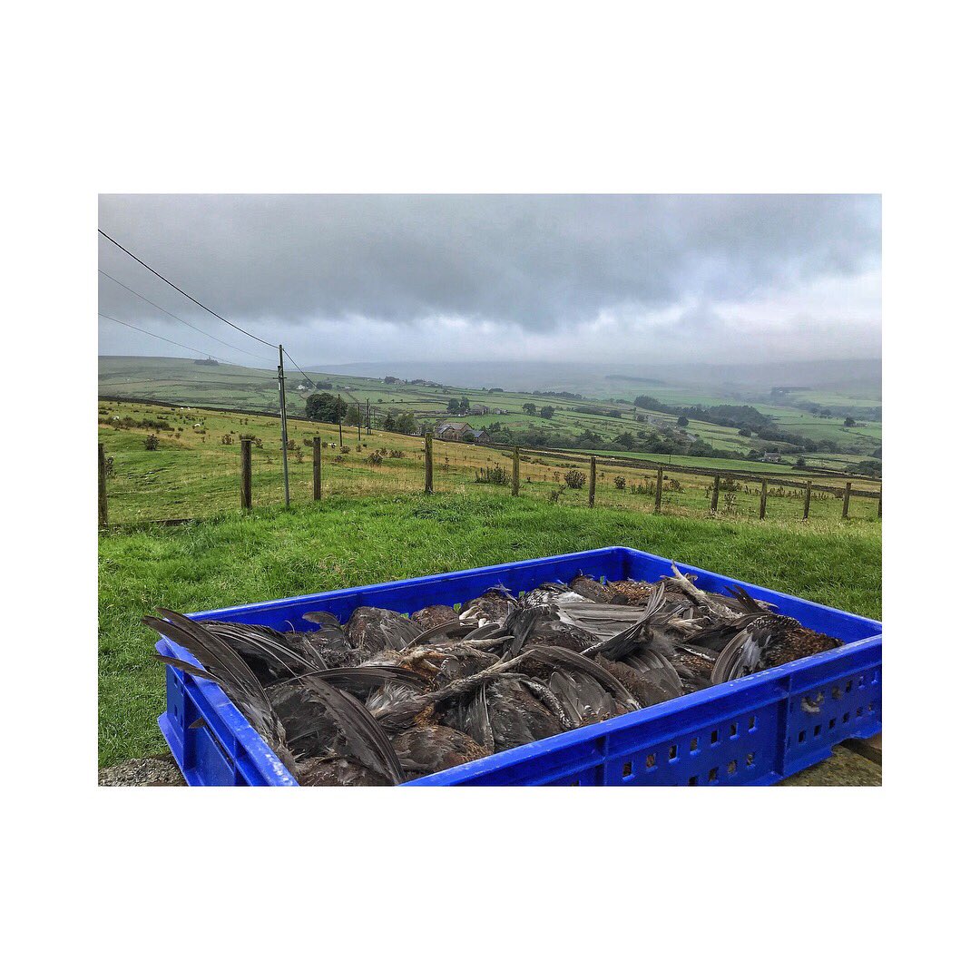 zoesmith98's tweet image. Because it all has to start somewhere. My somewhere is by getting a crate of grouse shot on the first day of the season into a local restaurant to go on their menu. Fingers crossed there will be many more to follow and a continued promotion of game on our tables! #eatgame #grouse
