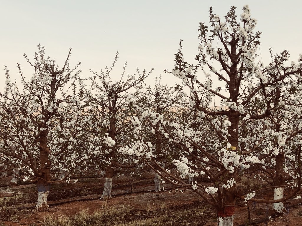 EastesGert's tweet photo. Loving every moment..#cherryridge #cherryblossom #cherryfarming https://t.co/j1qI8o39Jx