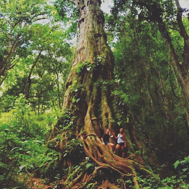 HablaYa's tweet photo. Imagine how many life a single tree can support... have a guess! #Panama the green!

#Repost @goldzzz
• • • • •
Mother tree 🌳 #hikingtrail #parquenacional #volcanbaru #hablaya #woah #panamatravel #LanguageProgram #spanishinpanama #Ecotourism #Stu… https://t.co/l4qJ2fp7ai https://t.co/aiqTdFBOmk