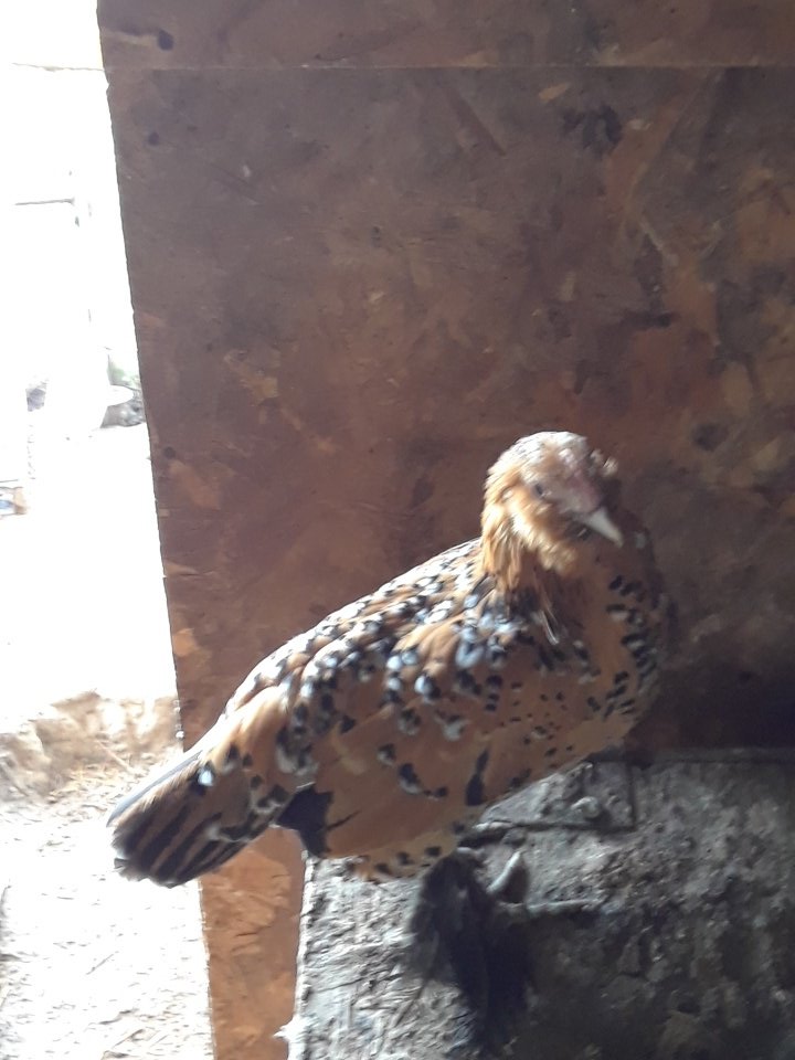 TammyFi1961's tweet photo. @ReneeHoagenson @RepHartzler My chicken Millie has volunteered to debate since @RepHartzler doesn't seem to be capable. Millie will give a lively dialogue and possibly an egg which is more than what we have ever gotten from Hartzler! #FireVicky #ReneeforCongress #VoteForRenee #VoteBlue #GetWokeVoteBlue https://t.co/sXYaemgcR8