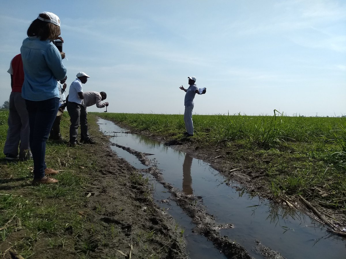 vectorologist's tweet photo. If you continue looking, you will find them. Don't give up too early, as many collectors tend to do. #malaria larval surveillance in irrigated sugarcane plantations #Mozambique #keeponscooping https://t.co/8ZiI13yaA4