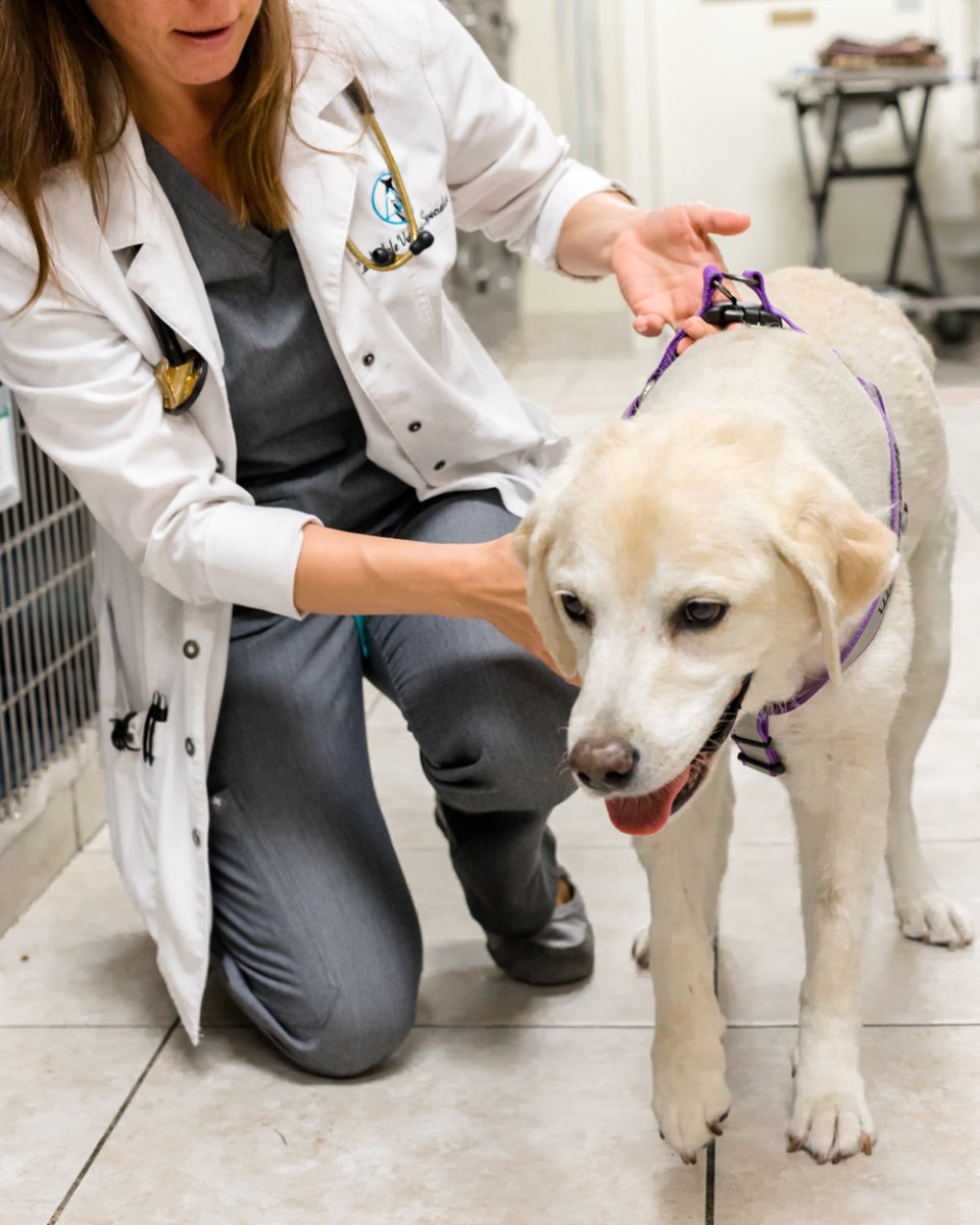 lauderdale veterinary specialist