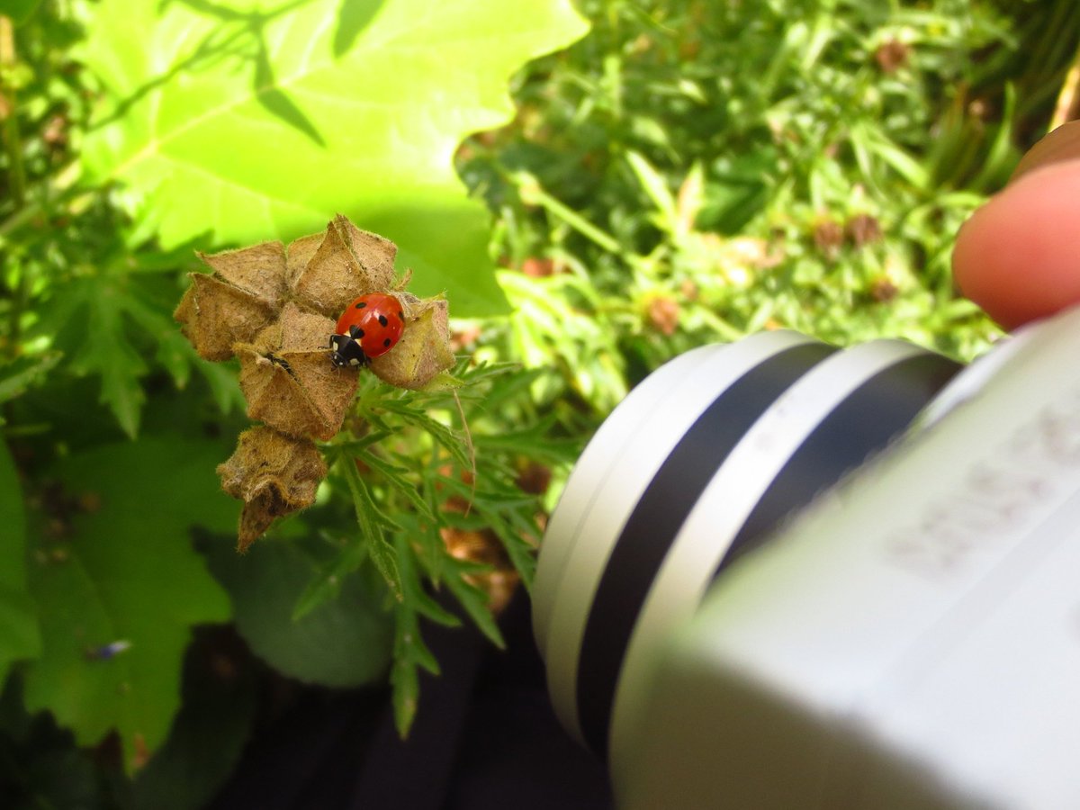 naturebygreen's tweet photo. Brilliant day of insect photography with @morethanadodo #SummerSchool Insect Investigators. A pleasure to work with such enthusiastic young entomologists - thank you! 
@sublimestem https://t.co/wYdhNfNyML
