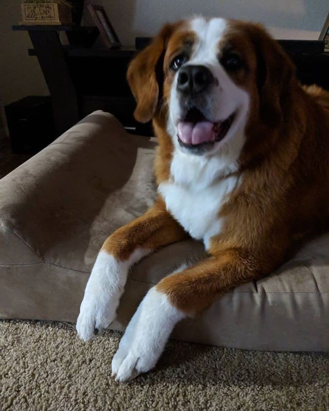 bigbarkerusa's tweet photo. #repost @rogerandbella what a happy smile! π€β€οΈ
"Such big dainty paws ππ
#dogsofinstagram #dogs_of_instagram #dogstagram #stberner #stbernese #ilovedogs #petoftheday #petsofinstagram #petstagram #bigbarkerusa #bigpaws" https://t.co/cECUoHzL05 https://t.co/YR5RKDtm5T