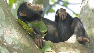 SteveStuWill's tweet photo. Chimp "Girls" Play With "Dolls" Too—First Wild Evidence [2010] https://t.co/VsbZUifc7w

This "suggests there is something biologically different about the sexes that makes them gravitate to different types of toys"

Original Article: https://t.co/RWQ7xNSX26 https://t.co/ngXqtUVkSC