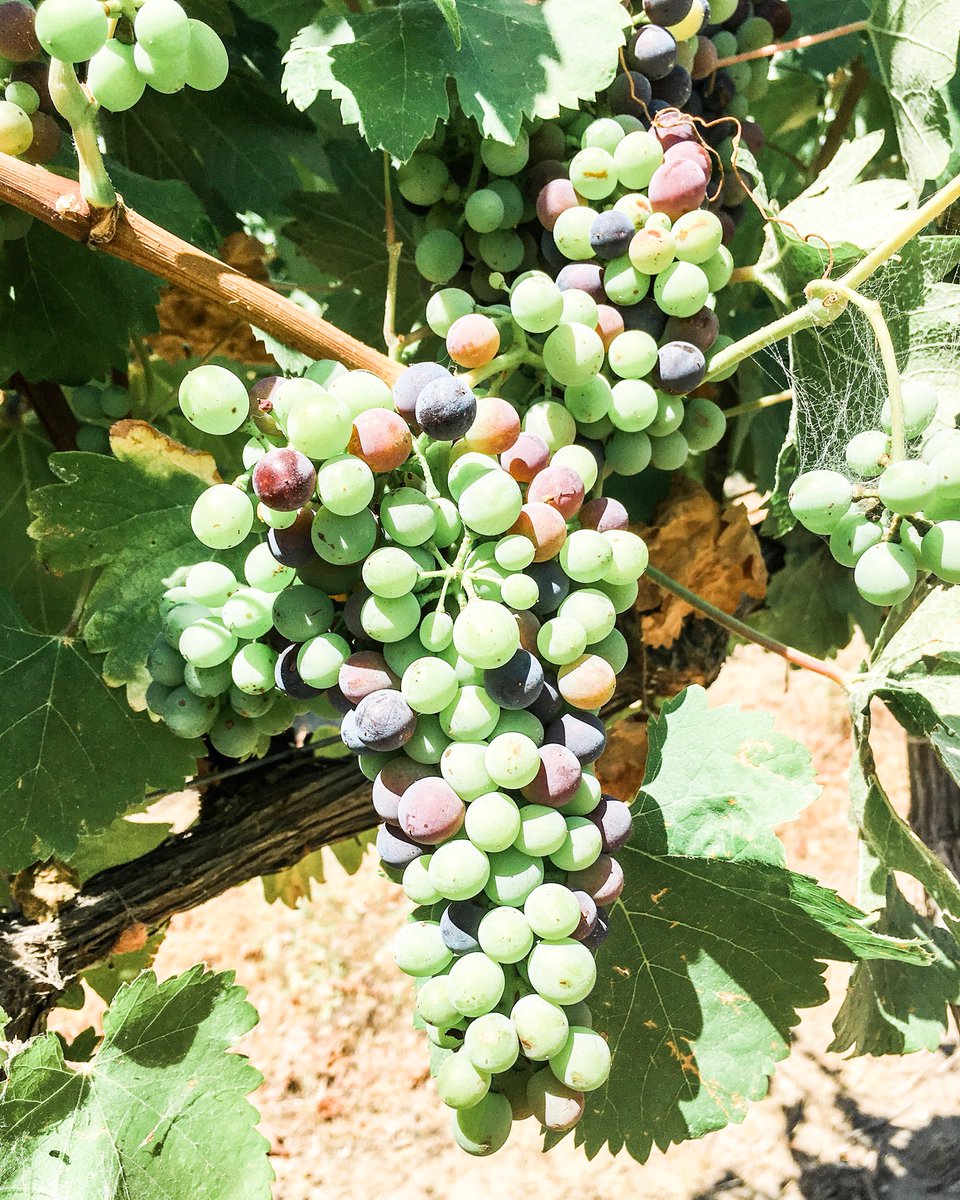 Mercer Estates tweet media