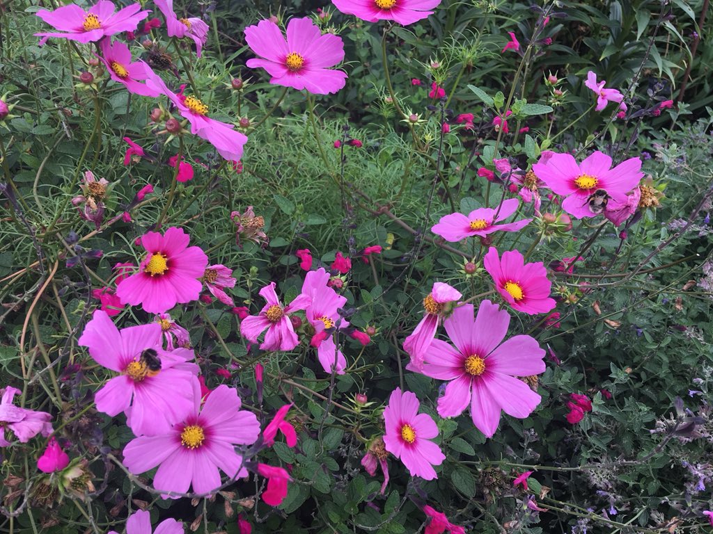 steveksn's tweet image. My life right now. Eat. Run. Eat. Run. Eat. Run. Day 592 of running and the problem of being on holiday is I appear to be eating more than I’m running. Beautiful here in Norfolk and Suffolk. #ukrunchat #runningproblems