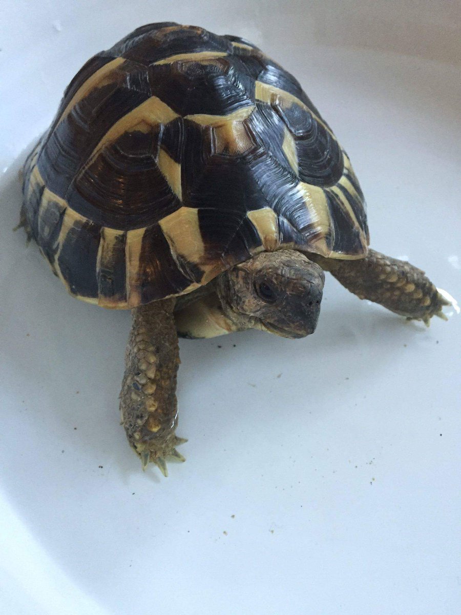 abigailfayy's tweet photo. Lost tortoise Carlos in grass whilst playing on Hampstead Heath(Wildwood Road). Heβs a microchipped Hermann. He loves cucumber. Please share this post. If anyone sees/hears anything please let us know he's missed.
#Hampstead #HampsteadHeath #losttortoise #tortoise #RT https://t.co/i48QA5J4Ul