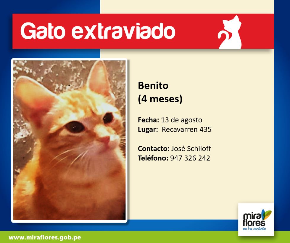miraflores24h's tweet photo. #GatoExtraviado Dale RT y Difunde por favor, ayudemos a Benito a volver a casa https://t.co/aB6FchL7H9