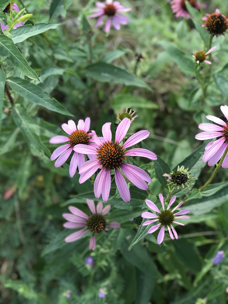 Mary Cummings Park. Baby ladybugs🐞 #BurlingtonMA #burlingtonconservation #naturalmassachusetts #freshair #nofilterneeded