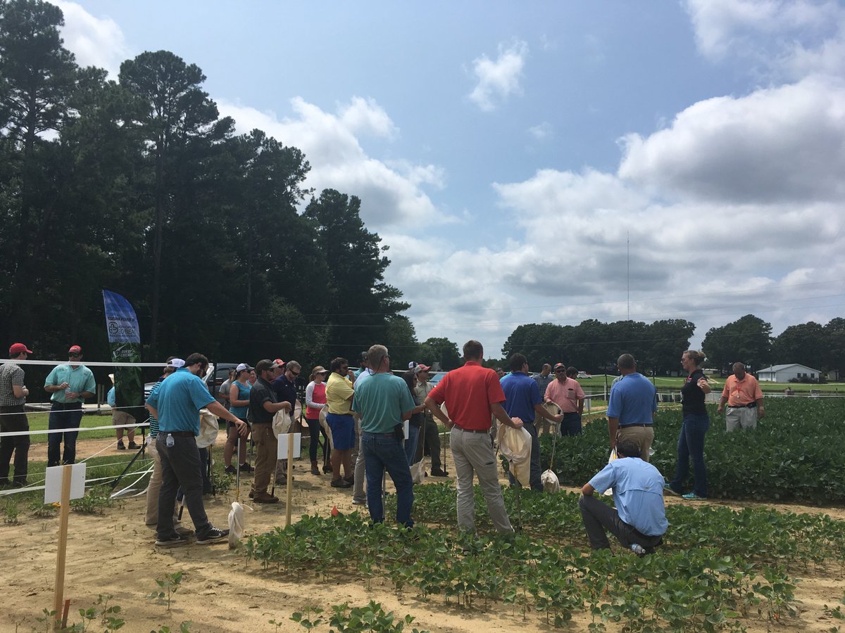 NC State Soybean Extension tweet media