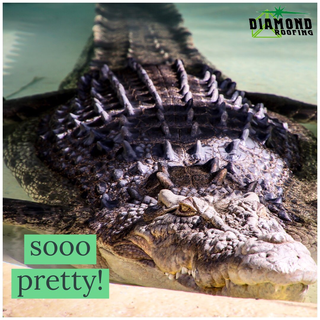 diamondroofing's tweet image. Heard of “alligatoring?”🐊
#alligatoring affects #asphalt &amp;amp; #modbit roofs, splitting the material; allowing water &amp;amp; debris to penetrate the roof system. We 💚 beautiful alligators, but don’t let this happen to your #commercialroof. Call our investiGATORS today! #thediamondway 🐊