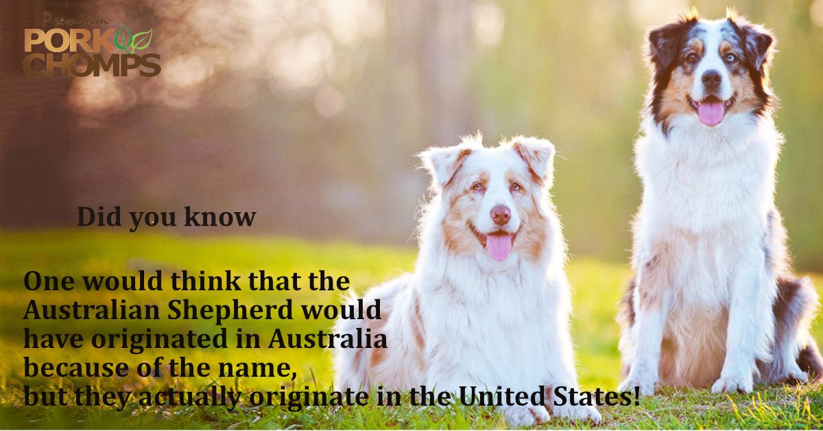 PorkChomps's tweet photo. One would think that the Australian #Shepherd would have originated in Australia because of the name, but they actually originate in the United States! https://t.co/zlZemo3pgW #tips https://t.co/f5mTz7UzB0