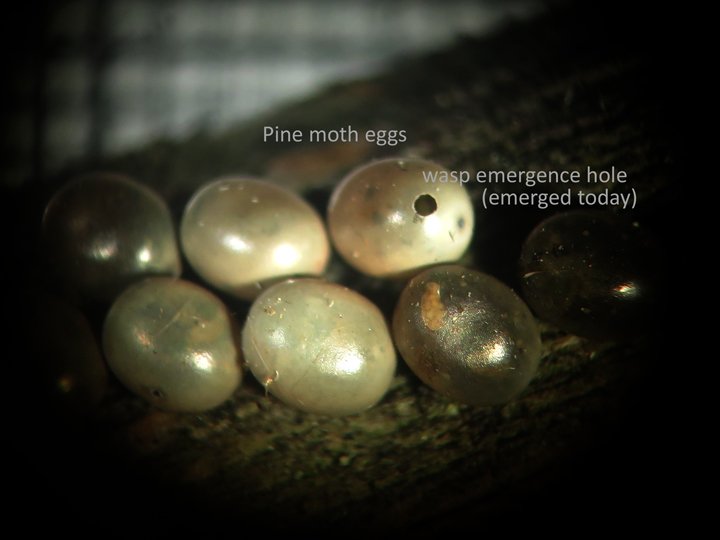 AndyPolaszek's tweet photo. Visiting Polish Forestry Research Institute south of Warsawa researching a beneficial wasp Telenomus tetratomus - nemesis of the pine moth Dendrolimus pini (destroyed eggs below - victorious wasp having just emerged). Now what was that about "what's the point of wasps...?" https://t.co/4VKy7b1Ub1