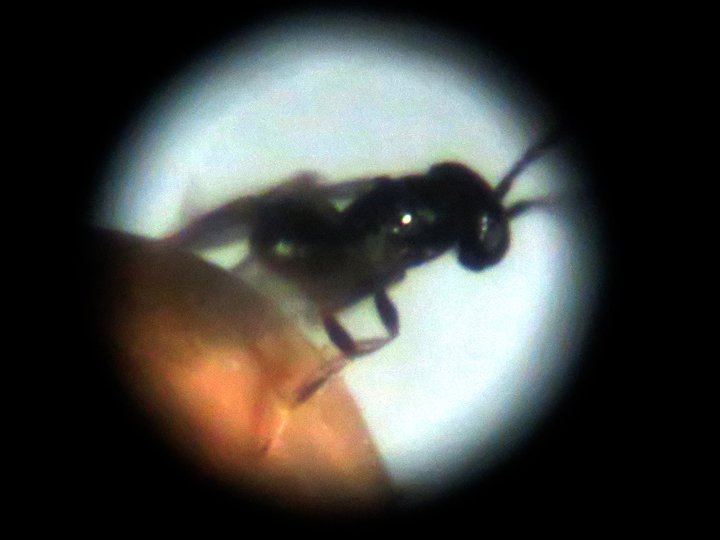 AndyPolaszek's tweet photo. Visiting Polish Forestry Research Institute south of Warsawa researching a beneficial wasp Telenomus tetratomus - nemesis of the pine moth Dendrolimus pini (destroyed eggs below - victorious wasp having just emerged). Now what was that about "what's the point of wasps...?" https://t.co/4VKy7b1Ub1