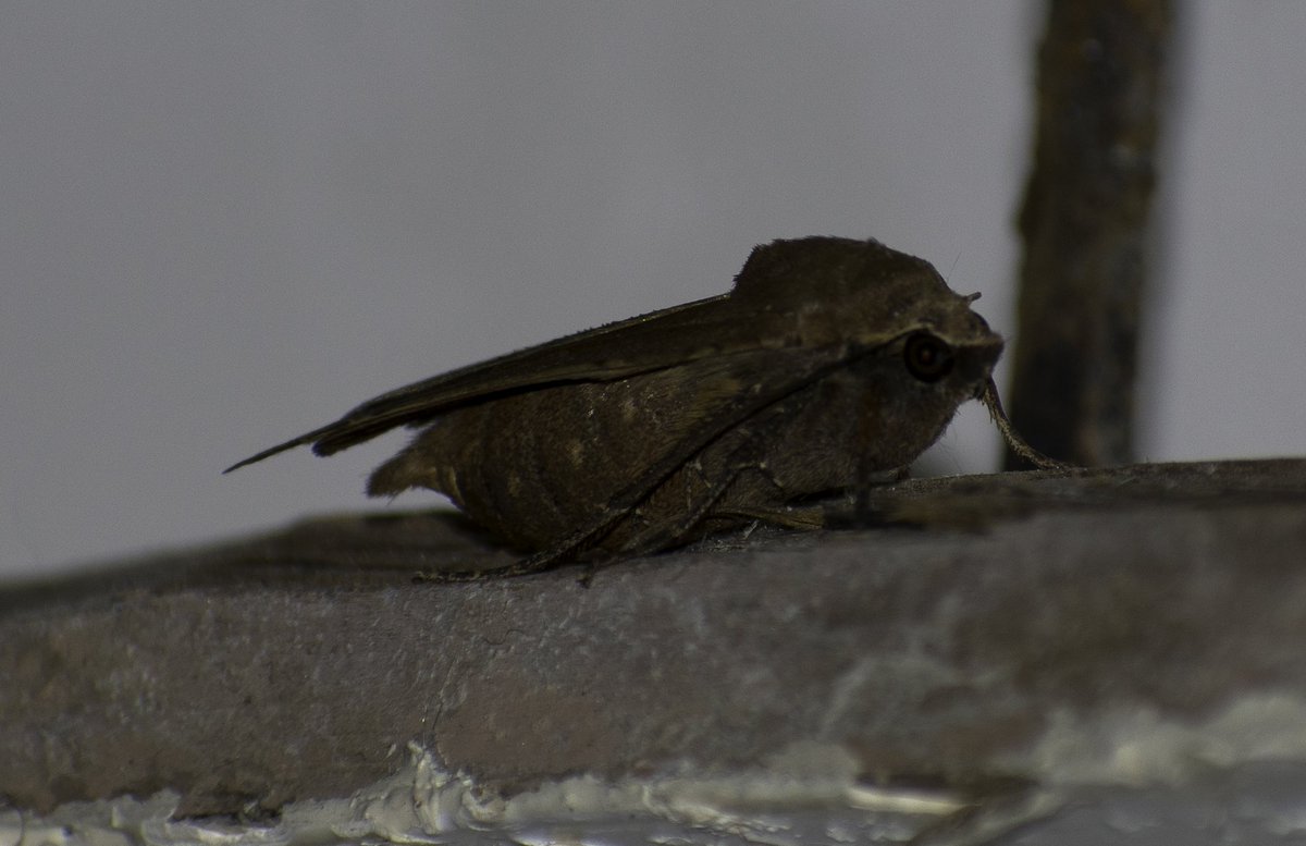 Ew winters coming
#winter #trending #photography #moths #picoftheday