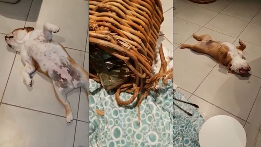 informativost5's tweet photo. Dos perros se hacen los muertos cuando su dueña pregunta por la trastada que han hecho en casa https://t.co/yjVSZorNu4 https://t.co/duvpSwE6Wt