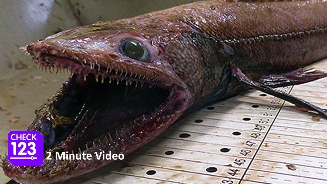 Check123 NATURE on X: A Terrifying Deep-Sea Lizard Fish Found in