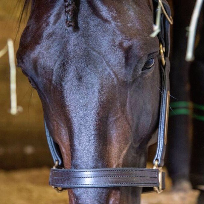 HPEmilyG's tweet photo. Officially back to the grind after an extremely humbling week....I’ll keep it short: To the @HoP_Racing crew,  #Lazarus and to everyone in between...y’all are simply incredible. #Patch25 #PlayHP https://t.co/gXepB5Gad9