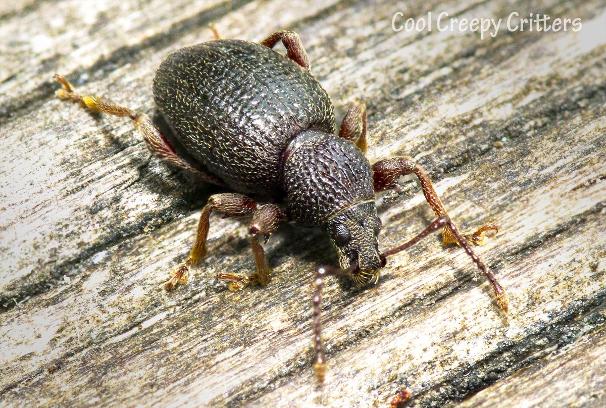 CoolCcritters's tweet photo. Little #beetle that was nice enough to pose for a quick pic before continuing on its journey #weevil #insect #garden https://t.co/rZrx1y0qmz