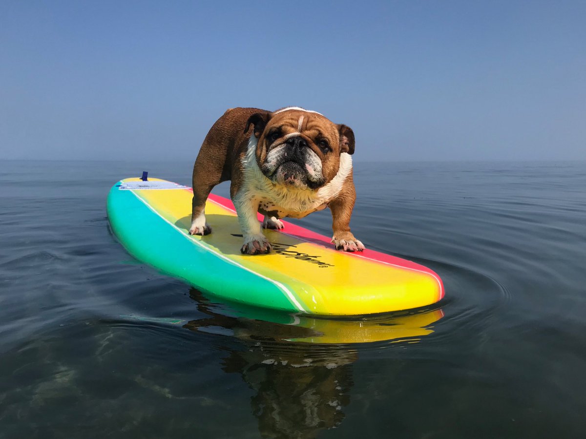 GeorgiaLynneBC's tweet photo. Surf Dog Georgia can’t wait to check in ⁦@HiltonHB⁩ riding waves at ⁦@SurfDogEvents⁩ ⁦@HBSurfCityUSA⁩ #September https://t.co/KYElbfDH7I