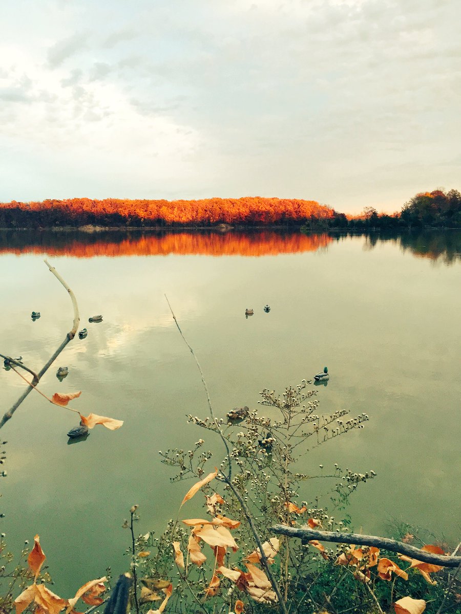 Addisonsmith32's tweet image. 2 weeks........🦆