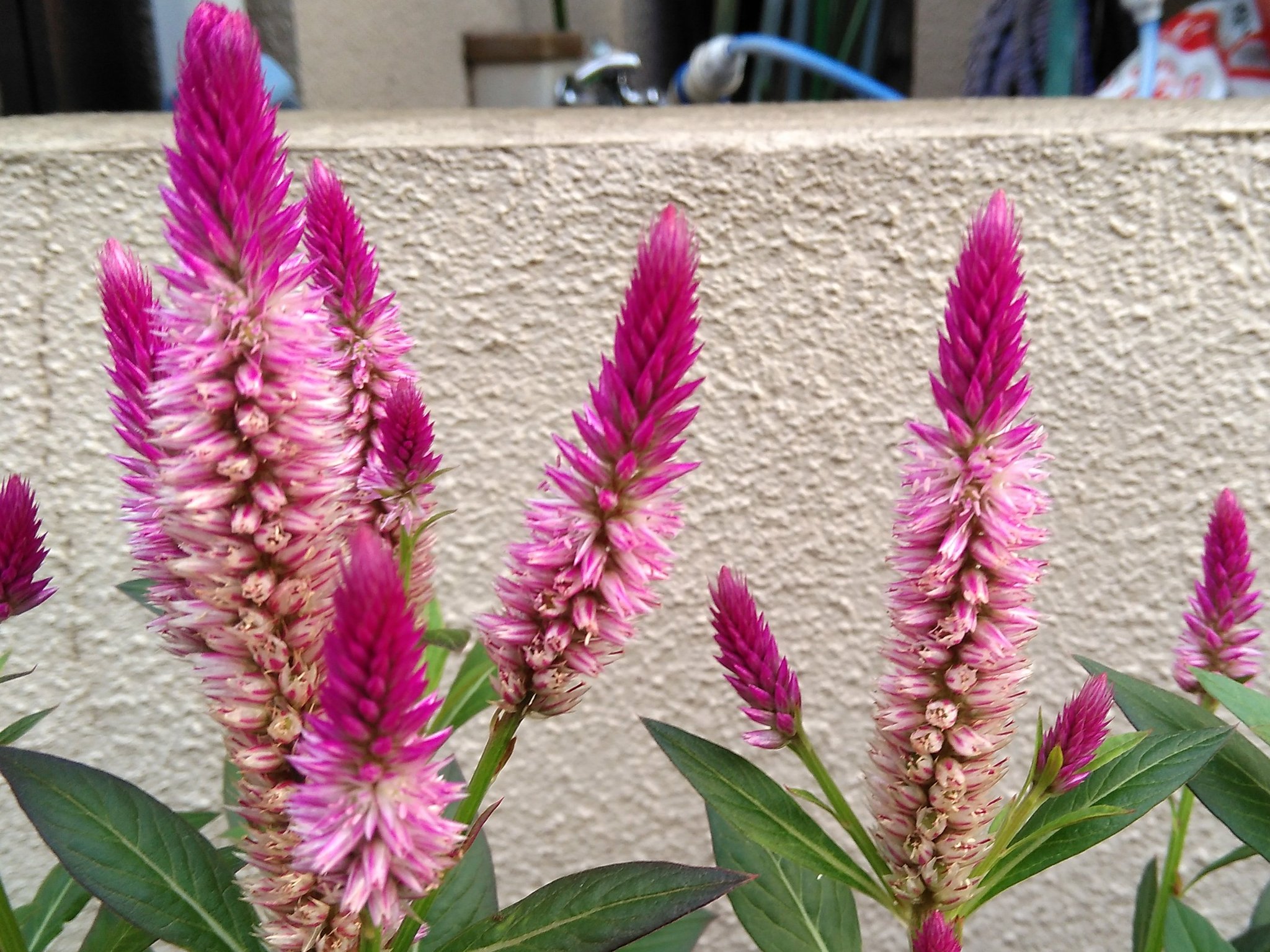しんさん Ohayomorning Jwave おはようモーニングです 今朝は散歩の途中でピンクの猫じゃらしみたいな花を見つけました ストロベリーキャンドルと言うらしいです T Co Knqpq1ua0r Twitter