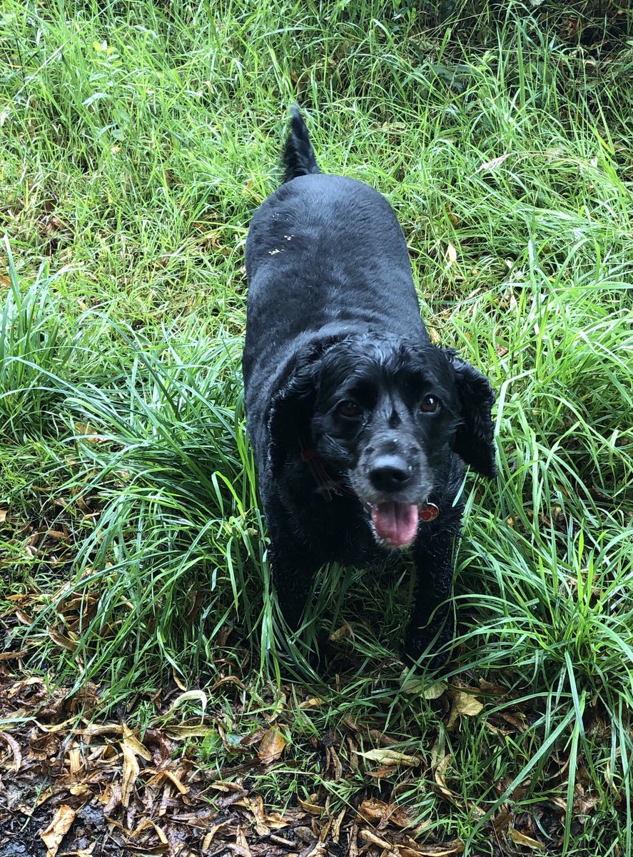 WellDogWalker's tweet photo. https://t.co/1mkajYjUH5