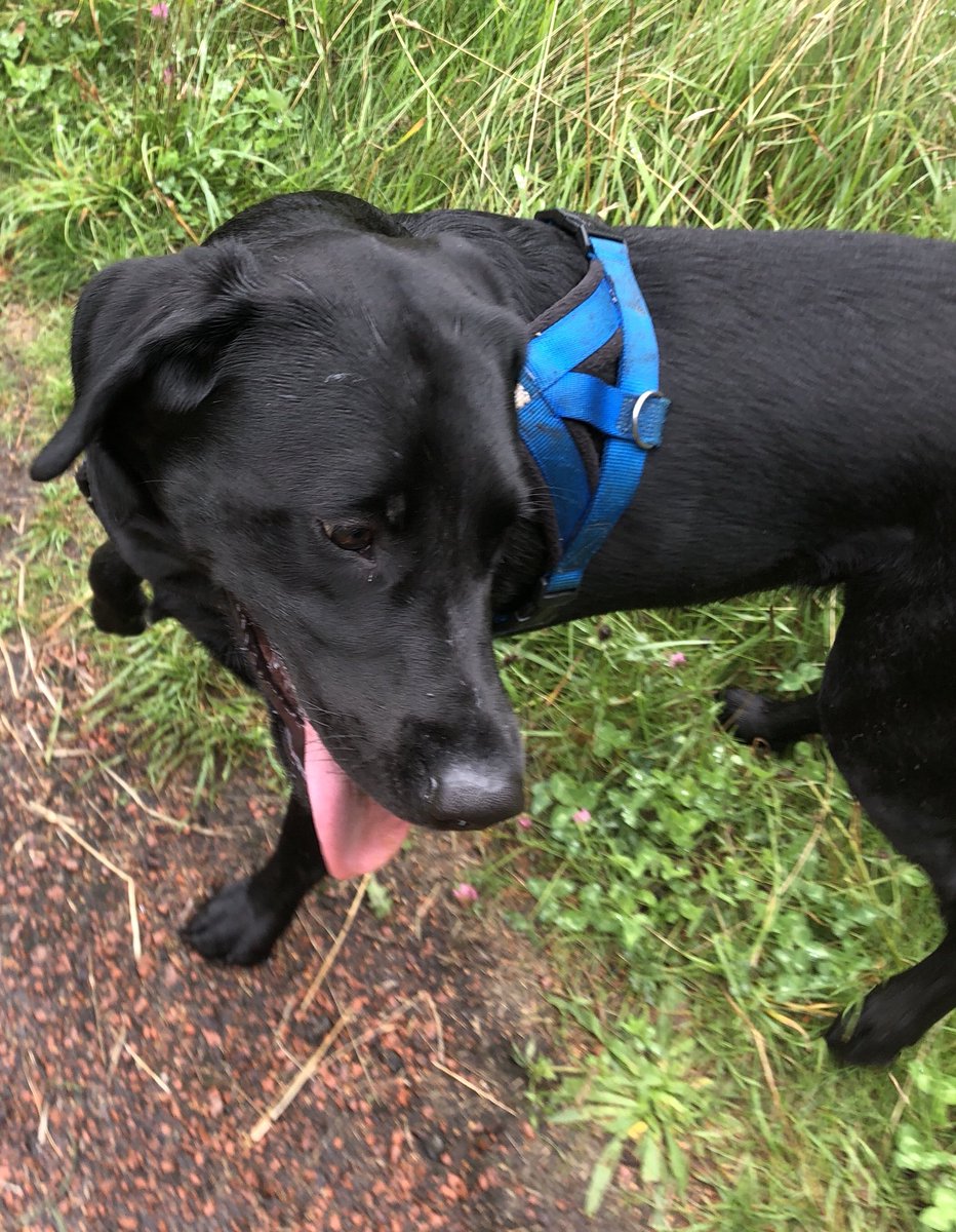 WellDogWalker's tweet photo. https://t.co/K4zati7NqR