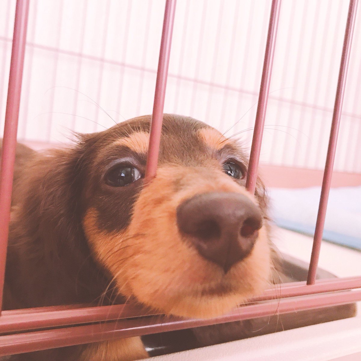 minhooon's tweet photo. Prettyな愛犬coco🐶
今日で3カ月になりました!
お鼻も少し成長♪
我が家のPretty dog🐶
#FT_Pretty https://t.co/RMwBhRqLtW