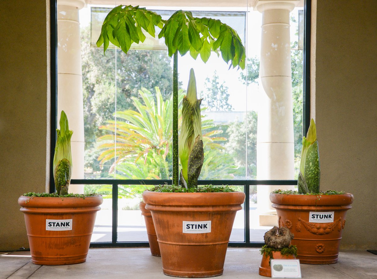 TheHuntington's tweet photo. Last week's Li’l Stinker failed to bloom, but guess what? We have a few spares! Meet the #TitanTriplets. This trio of #CorpseFlowers still has a week or so to go before blooming. Follow their progress via daily updates on our website. #StinkyAtTheH https://t.co/lrCHtmUkoZ https://t.co/gZUHW9x621