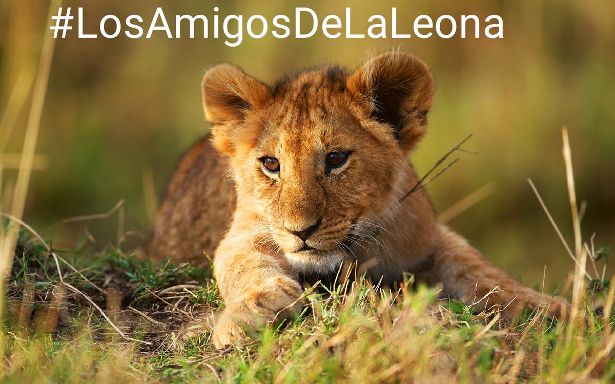 <a href="/Leona_Despierta/">Mariela Alvarado 🦁</a> <a href="/bequii_peqe/">💫B3ck Fuentes💫</a> @BeatrizBeTiVa <a href="/Snow_Noyola/">Snow 🌱✨🌟♥️🌹</a> <a href="/wendywendyvall1/">Wendy valladares</a> <a href="/jesusesrey7/">JESUSESREY</a> <a href="/Irving_CH21/">Irving Sánz ✨</a> <a href="/giovarengifo/">GIO ®</a> <a href="/fernandojurez3/">༒Lσทє ωσℓƒ༒</a> <a href="/tapizero_42/">Piter Guzmán 🇲🇽 ☠️</a> <a href="/alexdocjim/">alejandro alexdocjim</a> #BuenasTardes 😘😘😘
#FelizMartes 🙌🙌🙌
#YoSoyAmigoDeLaLeona 😇😇😇
Gracias Mariela por la mención 😊😊😊