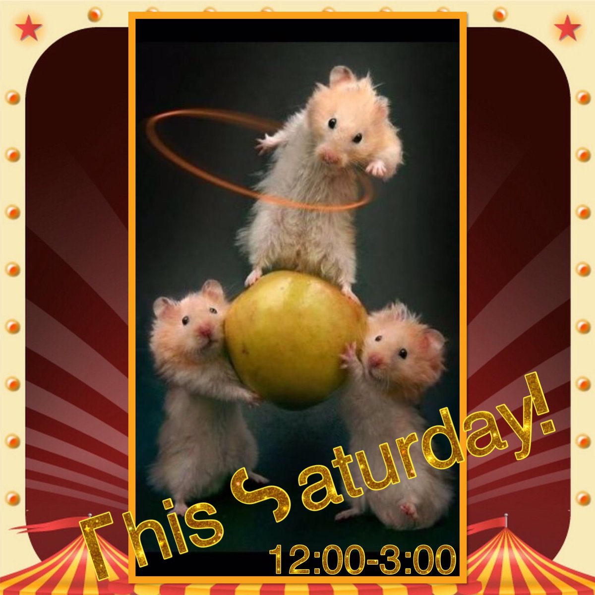 petsmart510's tweet photo. The Small Animal Carnival is this Saturday! Bring your passports and join the fun! 🐹🎪🐭🎉

@TownOfCastleton @LifeatPetSmart #petsmartparties @IndianapolisCP @rtv6 @Welcome2Nora https://t.co/L735MbCM3t