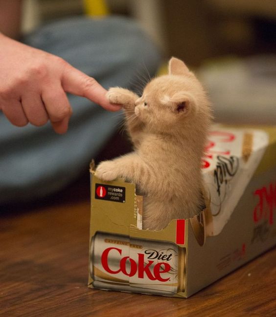 <a href="/Leona_Despierta/">Mariela Alvarado 🦁</a> <a href="/bequii_peqe/">💫B3ck Fuentes💫</a> @BeatrizBeTiVa <a href="/Snow_Noyola/">Snow 🌱✨🌟♥️🌹</a> <a href="/wendywendyvall1/">Wendy valladares</a> <a href="/jesusesrey7/">JESUSESREY</a> <a href="/Irving_CH21/">Irving Sánz ✨</a> <a href="/giovarengifo/">GIO ®</a> <a href="/fernandojurez3/">༒Lσทє ωσℓƒ༒</a> <a href="/tapizero_42/">Piter Guzmán 🇲🇽 ☠️</a> <a href="/alexdocjim/">alejandro alexdocjim</a> <a href="/lombris14/">lombriz</a> No es un felinito hermosito?