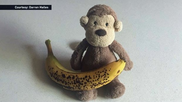 CTVCalgary's tweet photo. Whirlwind of adventures for plush monkey found in Hillhurst as attempts to locate rightful owner continue https://t.co/FJpeTgsGPt #yyc @darrenhailes @CTVJaclynBrown @CTVRyanWhite https://t.co/y5Pml3voCO