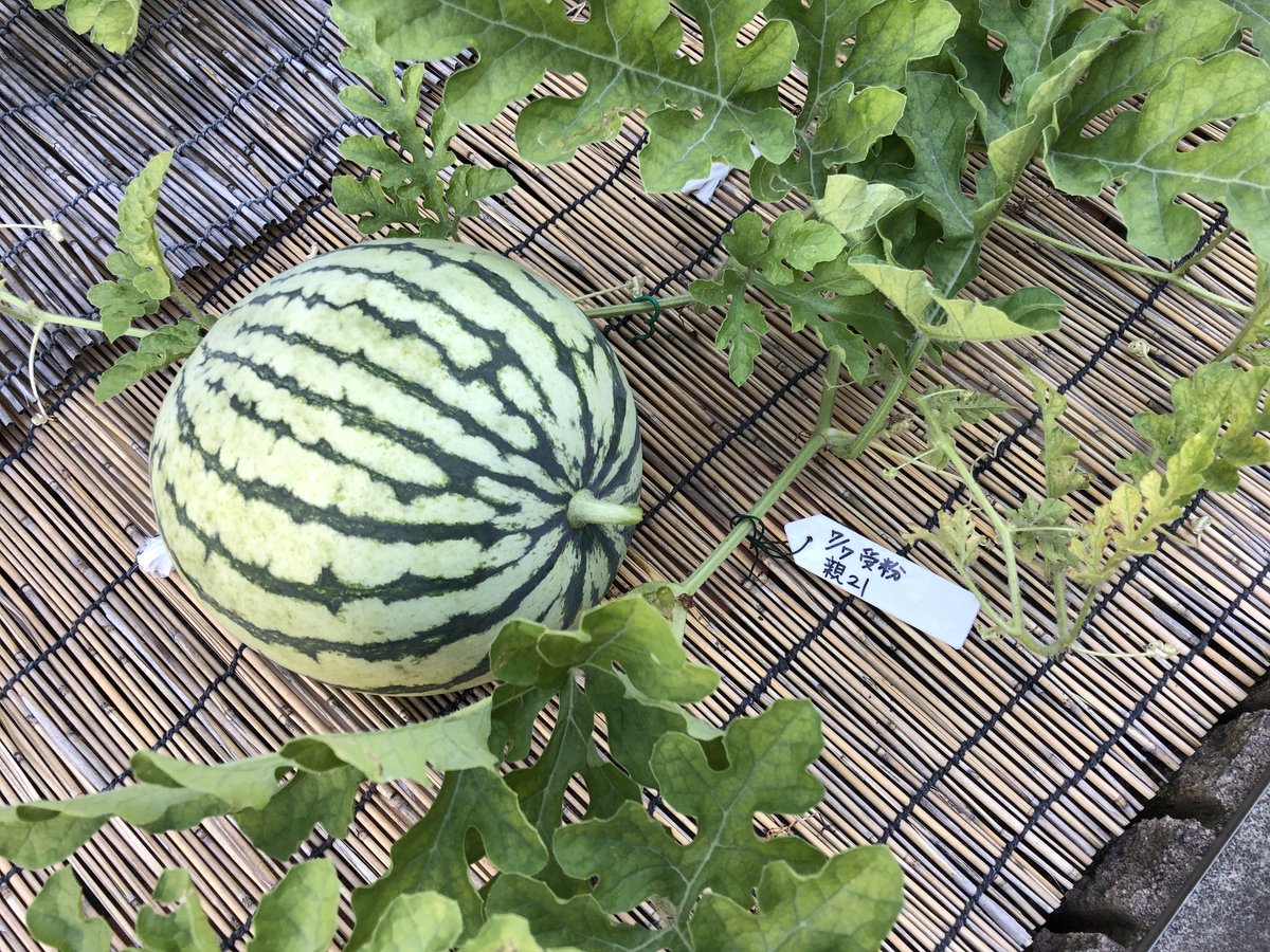 昨年食べたスイカの種から栽培 昨年食べたスイカの種から栽培