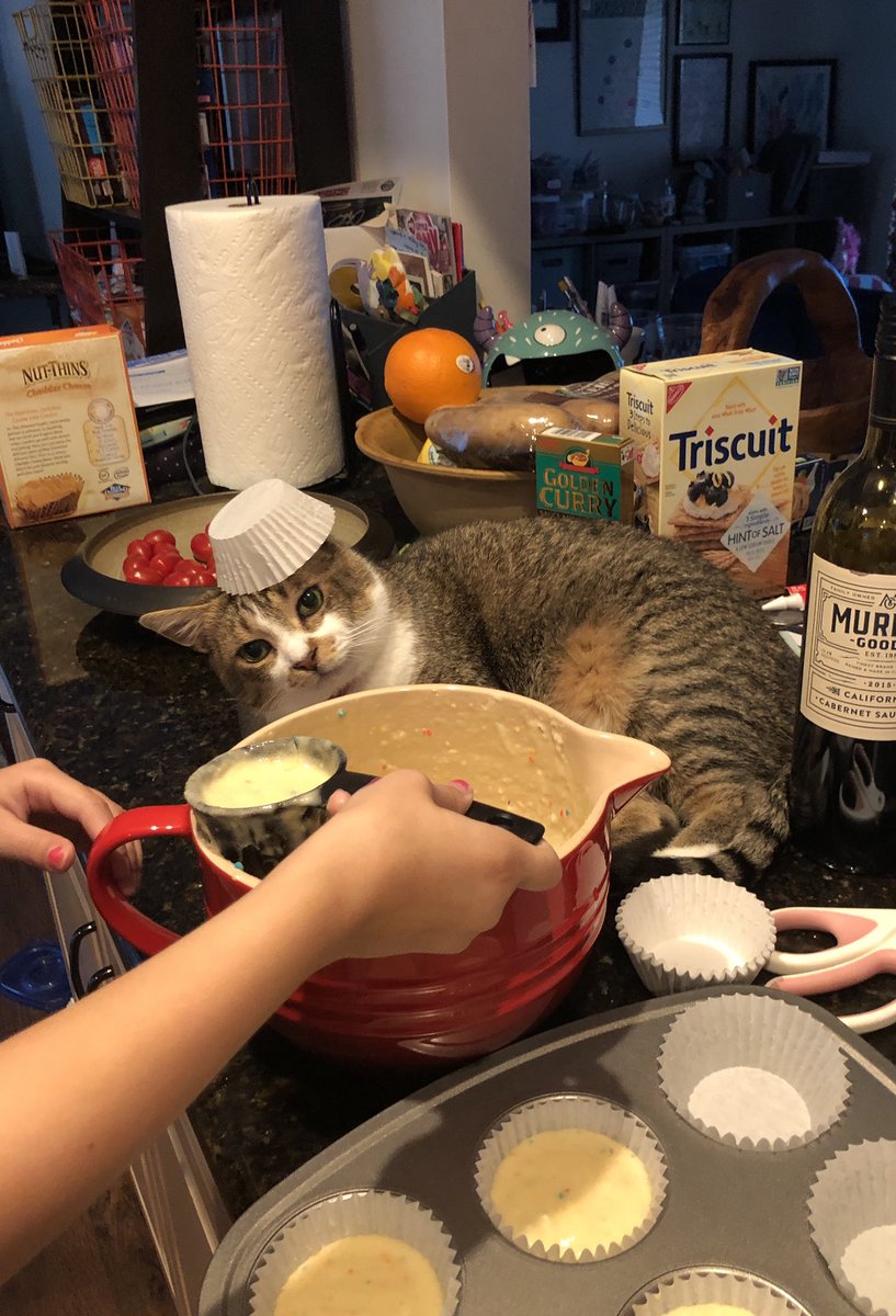 Image result for cat helping cook