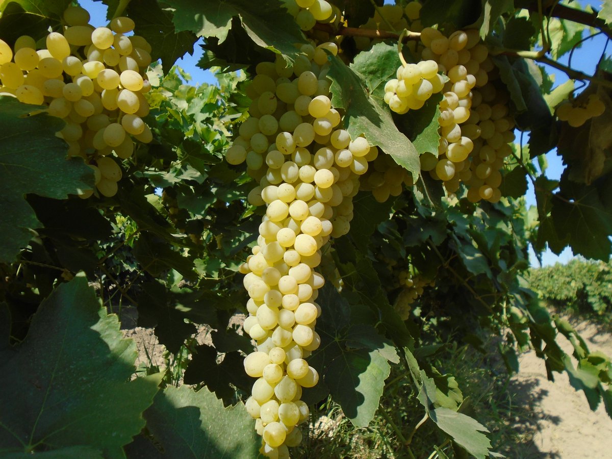 SimonianFruit's tweet photo. Fresh market Natural Thompson grapes start this week #SFC #SIMCO #Kishmish #SIMCOKishmish #SimonianFarming #SimonianFruit #ThompsonGrapes #NaturalThompsons #Grapes #Grape #GrapesfromCA #FresnoCounty #SanJoaquinValley #CentralValley #CaliforniaGrapes #California #FreshGrapes https://t.co/2U6pjIp9Li
