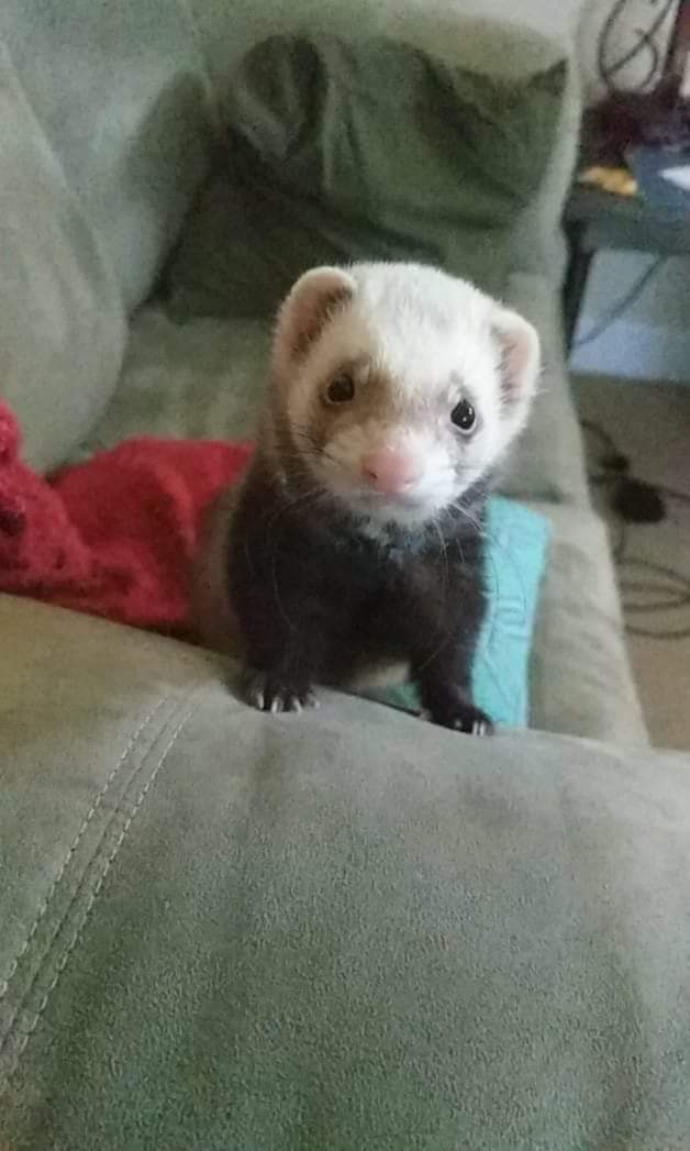 Spookywanluke's tweet photo. @GemmaTognini @ToryShepherd @AmyRemeikis #solidaritry please accept my ferret pic in thanks. https://t.co/R2hdq7mVrG
