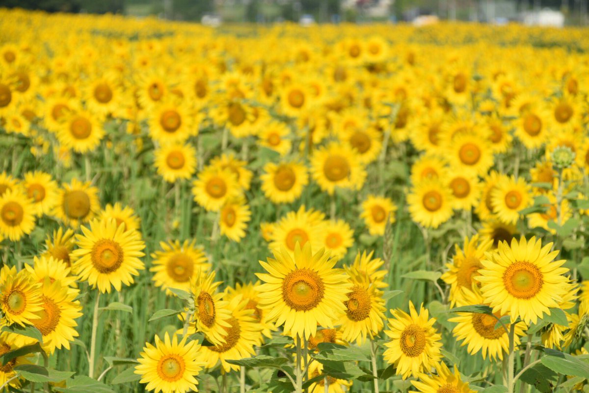 自由人kana No Twitter 福島県飯舘村 道の駅までい館向かいのひまわり畑にて ひまわり畑 福島撮影隊 全開朝撮 飯舘村