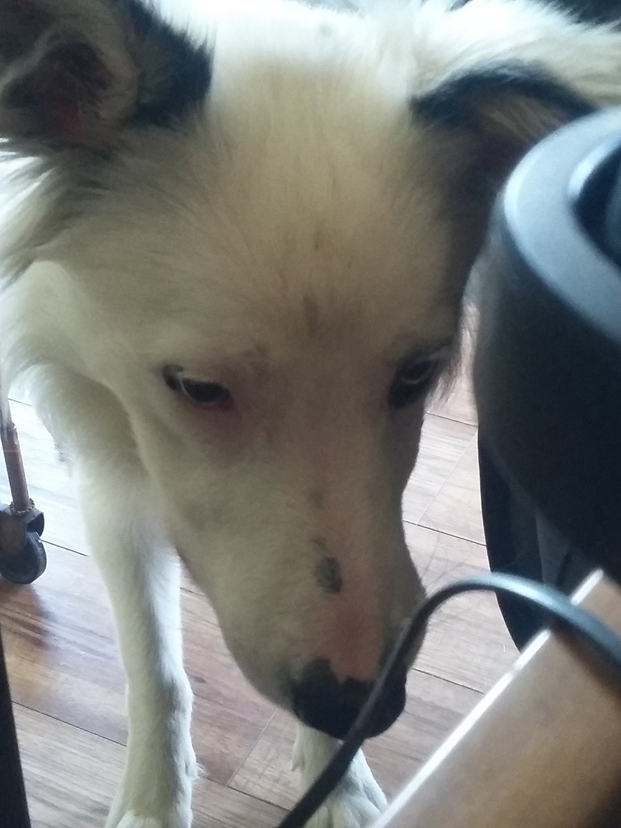 lonepinefarms1's tweet photo. Max is completely obsessed with the fly swatter. He could stare at it for hours. Does your pet have an obsession?  #Dog #bordercollie #pets #funny #puppylove #puppy #farming #love https://t.co/H3g1lYy8wK