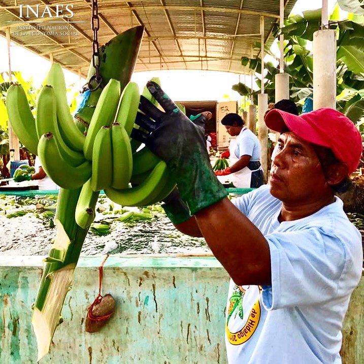INAESMx's tweet photo. #México tiene productos de calidad mundial como el #Plátano, pues desde hace seis años se exportan anualmente cerca de tres mil toneladas en fresco. #Países como #España, #Serbia, #Italia e #Inglaterra son los principales destinos del #producto. https://t.co/kAkh64r7lq